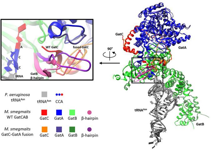 Fig. 1:Modeling suggests GatC-GatA fusion disrupts GatCAB structure.