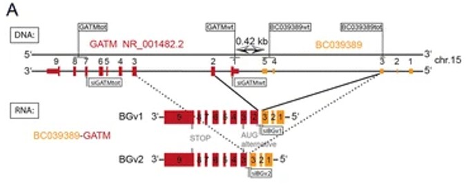 DNA: Genomic structure of BC039389 and GATM on the DNA (−) strand.
