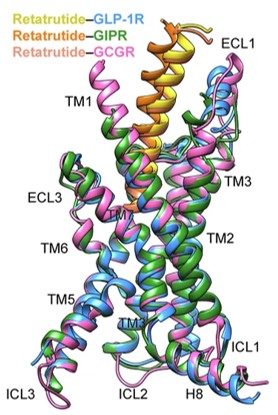 Structural comparison of retatrutide–GLP-1R, retatrutide–GIPR and retatrutide–GCGR.