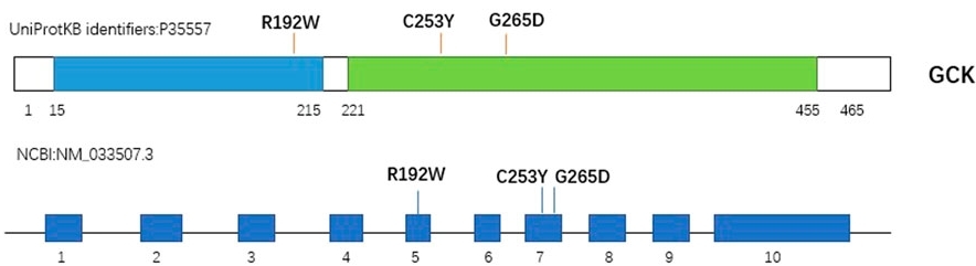 Fig. 1:Schematic view of human GCK protein and gene.