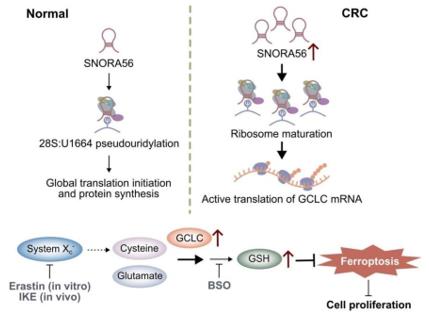 Fig. 1 SNORA56 Promotes Tumor Growth by Enhancing GCLC Translation to Inhibit Ferroptosis.