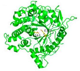 Fig. 1 The Cartoon Structure of a GH1 Family β-Glucosidase.