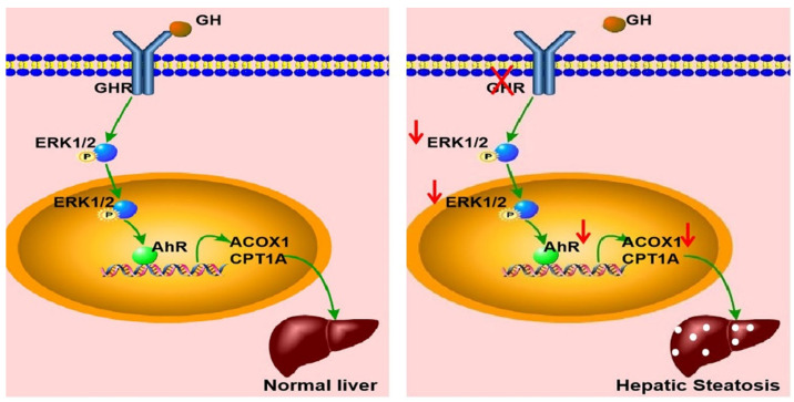 Fig. 1:Schematic illustration of the proposed role of GHR in hepatic steatosis.