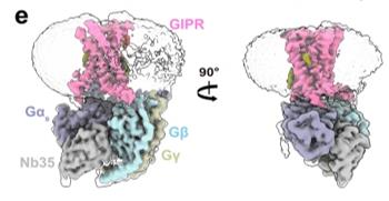 Fig. 1 Cryo-EM density maps of the GIPR–Gs.