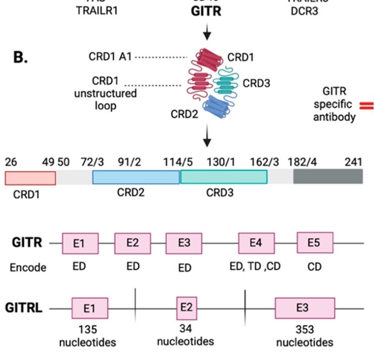 Fig. 1:GITR and GITRL genes' structure in exons.