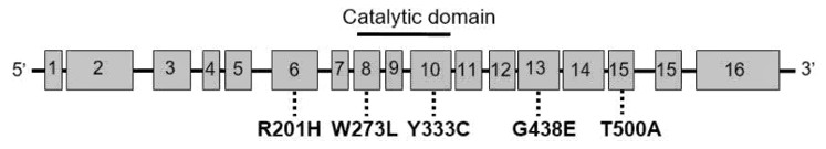 Structure of human GLB1 gene and Morquio B (MBD)-related mutations.