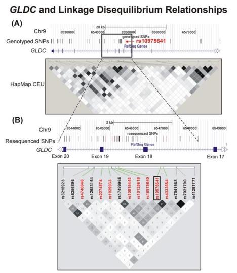 Fig. 1 The GLDC gene and its linkage disequilibrium relationships.