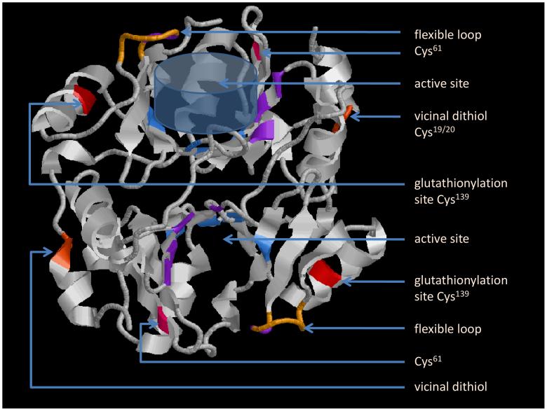 Fig. 1: 3D structure of a Glo1 dimer.