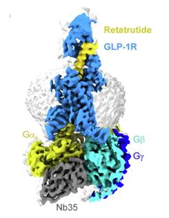 Fig. 1 Cryo-EM maps of retatrutide-bound GLP-1R.