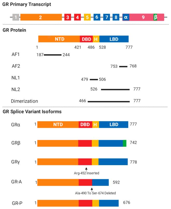 Fig. 1:Isoforms and structure of glucocorticoid receptor (GR).