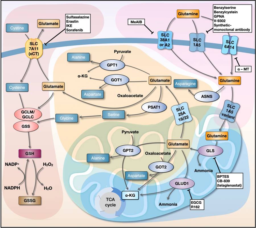 Glutamine metabolism networks.