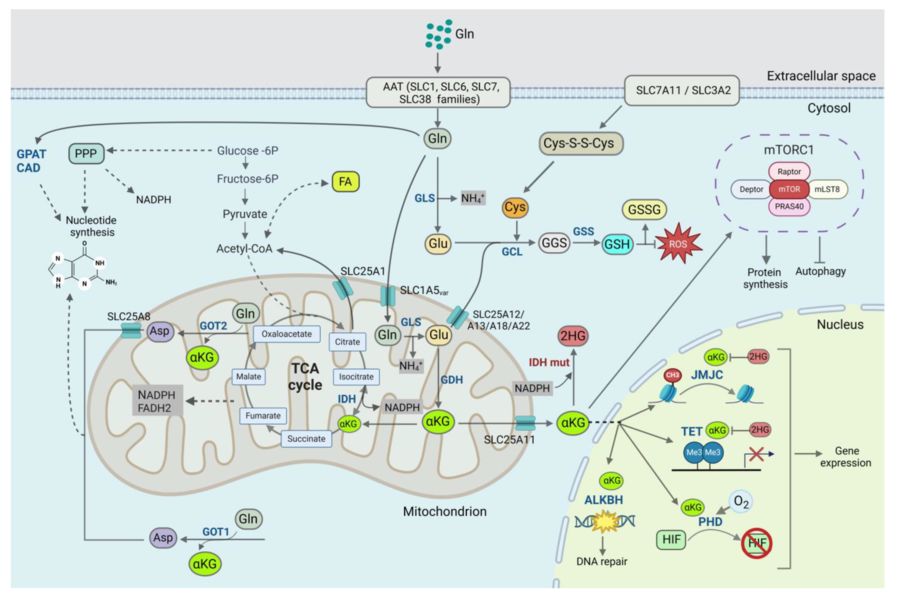 Glutamine in cell metabolism.