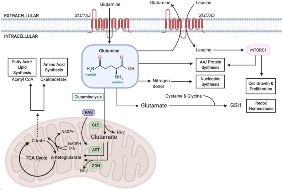 Glutamine in cancer.