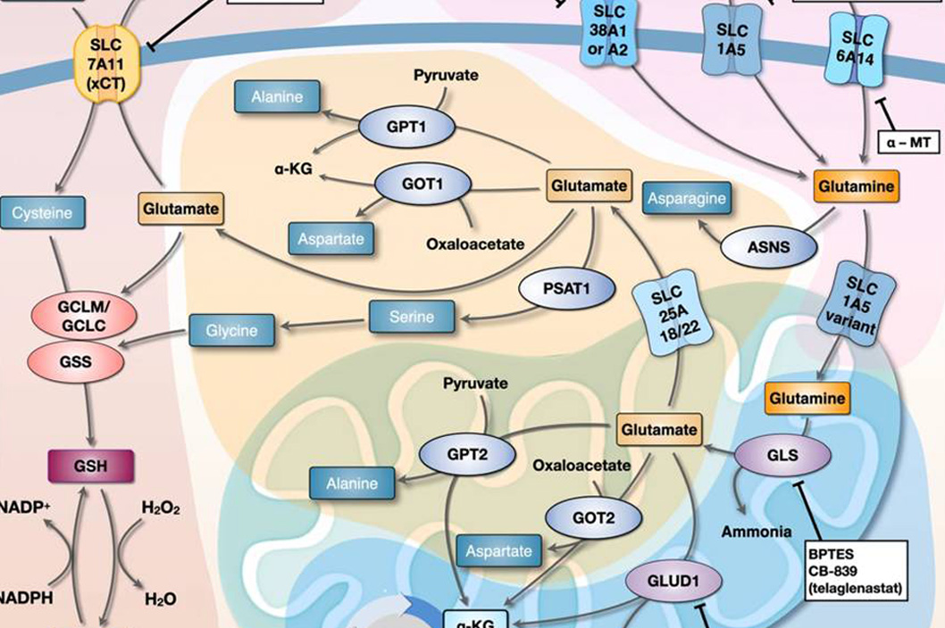 Glutamine Metabolism and Pathways