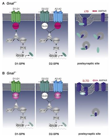 Fig. 1 Schematic representation of Gαolf-mediated biological processes.