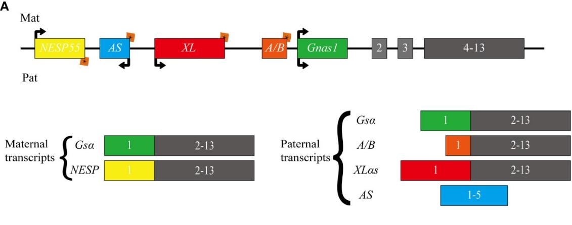 Fig. 1:Schematic representation of the human GNAS locus.