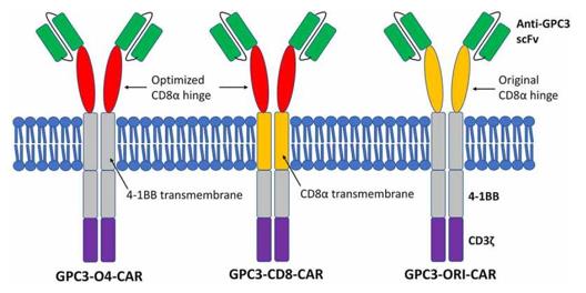Fig. 1 Diagrams of different GPC3-CAR structures.