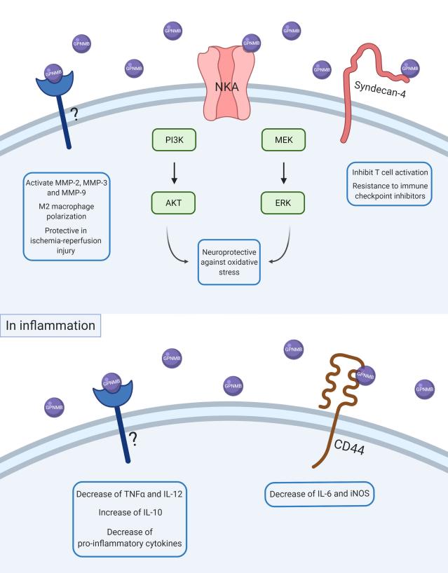 Fig. 1:Scheme of GPNMB intracellular signaling in physiological and inflammatory conditions.