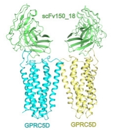 Fig. 1:The structural model of the GPRC5D and scFv150_18 complex.