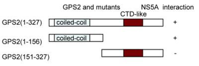 Fig. 1 A schematic presentation of full-length GPS2 and their mutants and their interaction with NS5A. (OA Literature)