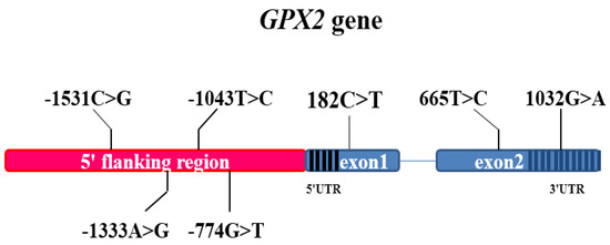 Fig. 1:Genetic information for the pig GPX2 gene.