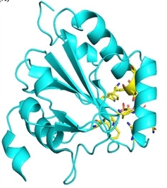 Fig. 1: Shows the full crystal structure of GPX4 (PDB entry 6ELW).