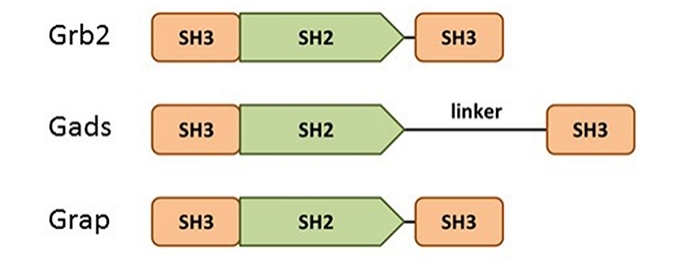 Fig. 1:Domain structure of the Grb2 family members: Grb2, Gads, and Grap.