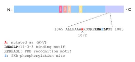 Fig. 1 Schematic representation of the GluN2C protein structure. (OA Literature)