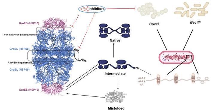 Fig. 1 Mechanistic pathway of GroEL/ES (HSP60/10) inhibitors.