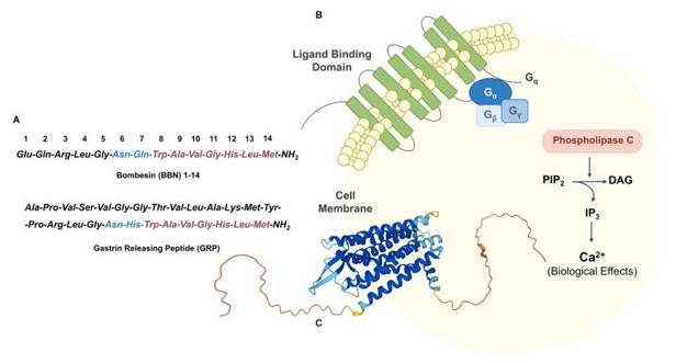 Fig. 1 Comparative Analysis of GRPR: Ligand Sequences, Activation Mechanism, and Predicted 3D Structure. (OA Literature)