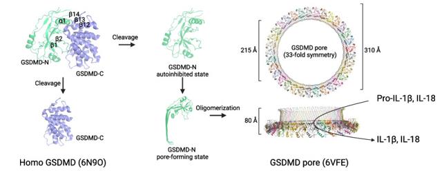 Fig. 1 Schematic representation of the structural changes in GSDMD during pyroptosis.