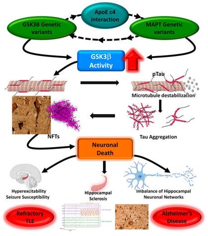 Fig. 1 Schematic of tau-GSK3b interaction in Alzheimer's disease and epilepsy.