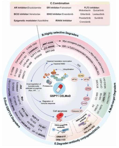 Fig. 1 Targeted drug and therapy development of GSPT1 degraders.