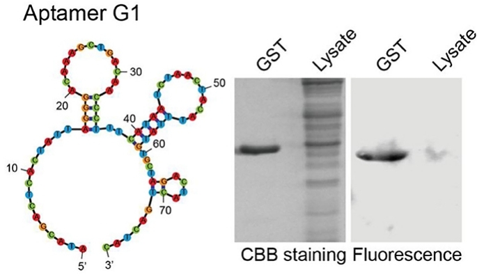 Fig. 1:Specific recognition of GST-tagged protein by aptamer G1.