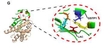 Fig. 1 Modeled structure of parts of GSTP1 (OA Literature)