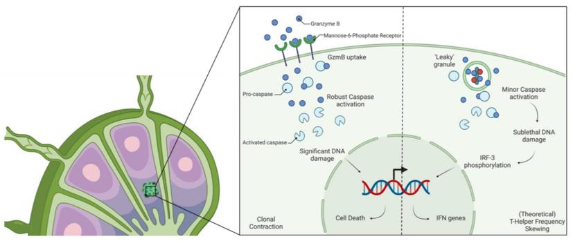 Fig. 1 Schematic representation of the novel roles of GzmB in T cell development (OA Literature)