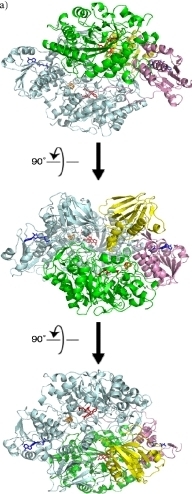 Fig. 1:Overview of recombinant HADH structure.