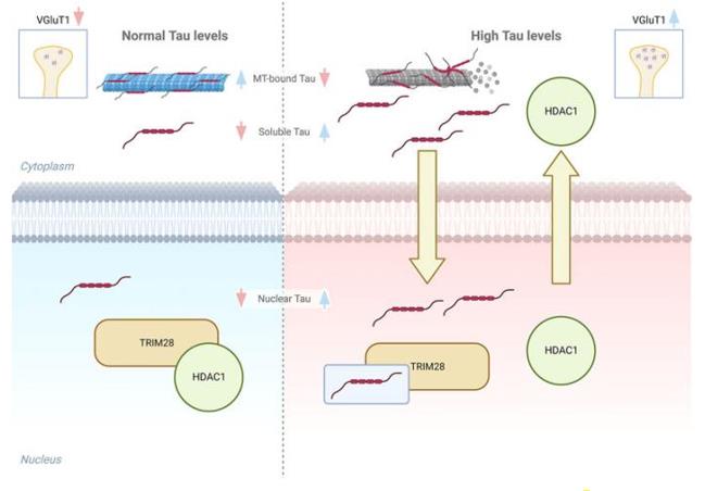 Fig. 1 Graphical model of Tau interplay with TRIM28/HDAC1 complex (OA Literature)