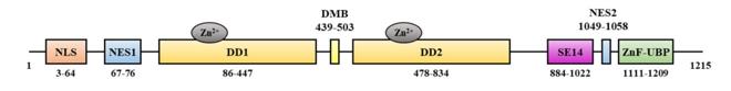 Fig. 1 Functional domains of HDAC6.
