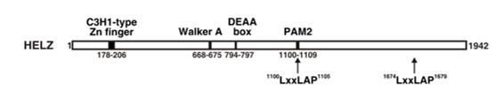 Fig. 1 Schematic representation of the predicted human HELZ protein architecture.