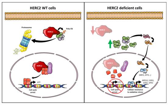 Fig. 1 Working model of HERC2 function in health and disease (OA Literature)