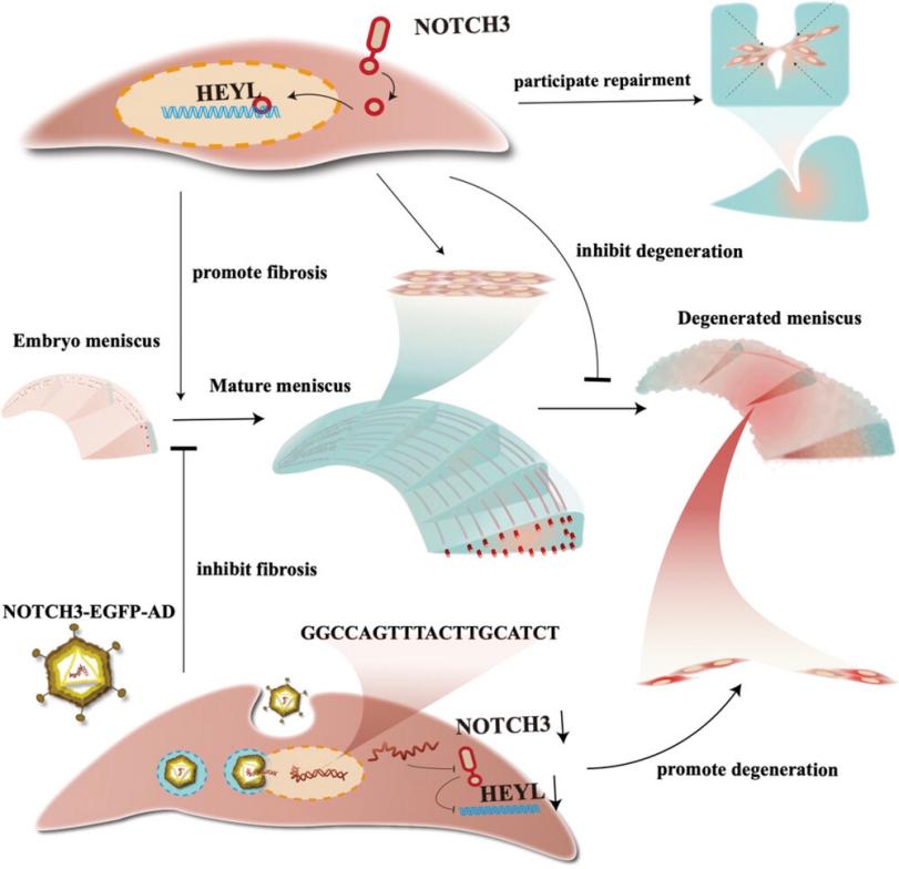 Fig. 1:HEYL mediates NOTCH3-driven meniscus fibrosis.