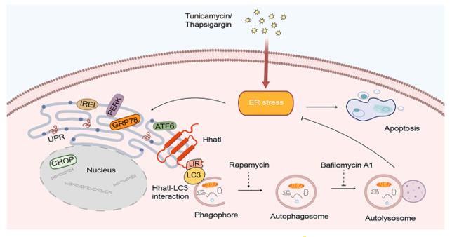 Fig. 1 Model of the role of Hhatl in ER stress.