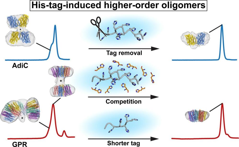 His-Tag-induced higher-order oligomers.