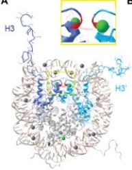 Fig. 1:Structure of histone H3 in the histone octamer.