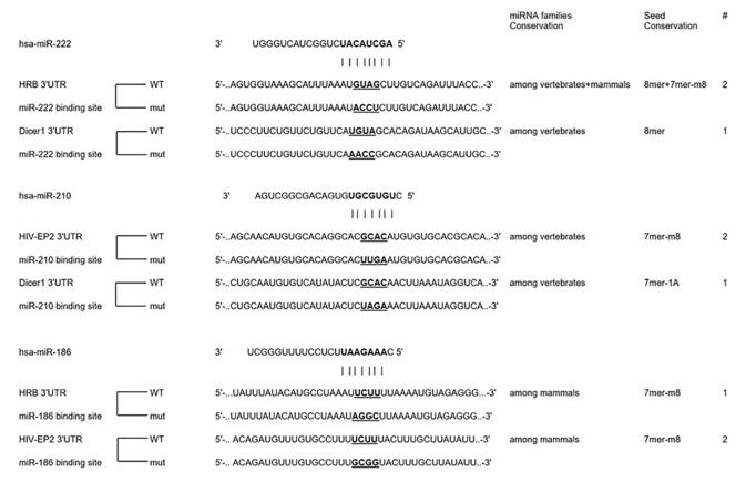Fig. 1 miRNA-186, 210 and 222 directly regulate Dicer1, HRB and HIV-EP21 (OA Literature)