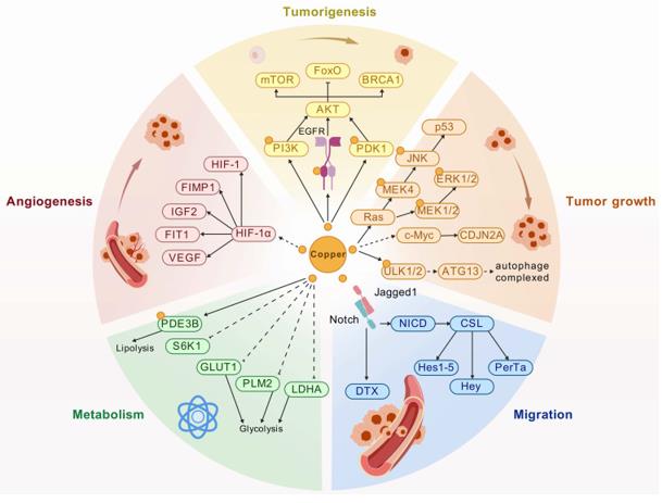 Fig. 1 Schematic diagram of regulatory mechanism of HKDC1 in cancers.