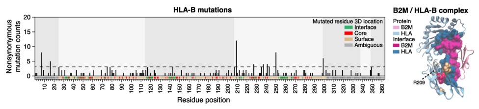 Distribution of Nonsynonymous HLA-B Mutations Across Functional Domains.