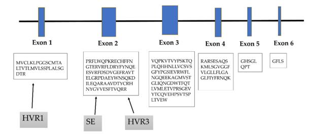 Fig. 1 HLA-DRB1 gene is encoded by six exons.
