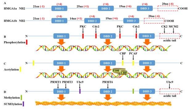 Fig. 1 The structure and post-translational modification of the HMGA1 protein (OA Literature)